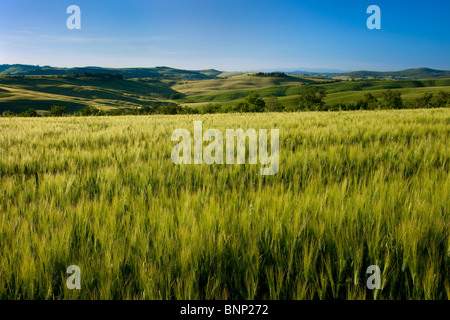 Weizenfeld und toskanische Landschaft in der Nähe von San Quirico Val d ' Orcia, Italien Stockfoto