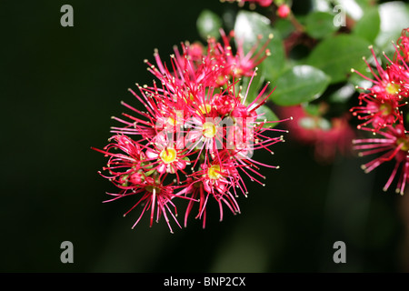 Rata Vine aka Carmine Rata oder Crimson Rata, Metrosideros Carminea, Myrtaceae Stockfoto