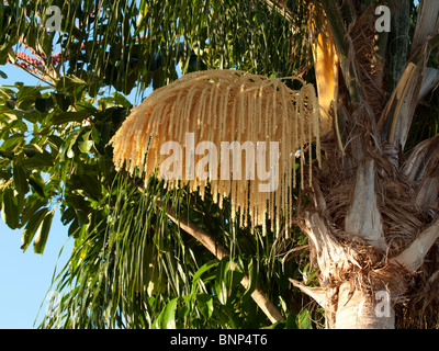 Florida Queen Palm Blume Syagrus romanzoffiana Stockfoto