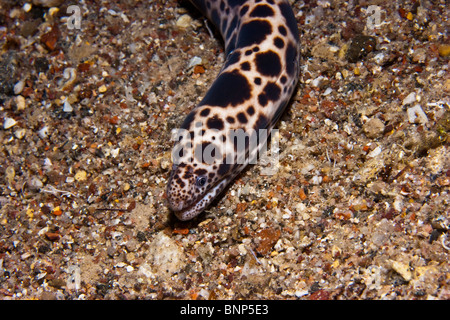 Scuticaria Tigrina (Leoprad Moray) Stockfoto