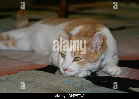 Häuslich Calico Cat ruht auf Teppich. Herr © Myrleen Pearson Stockfoto