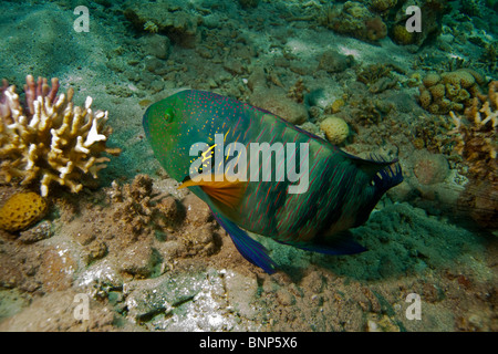 Cheilinus lunulatus Stockfoto