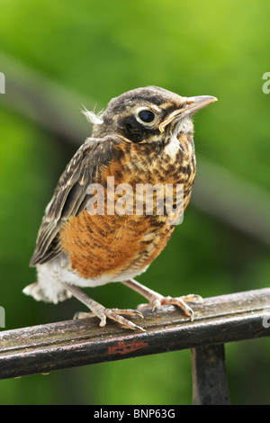 Noch jungen amerikanischen Robin (Turdus Migratorius) thront am Geländer. Stockfoto