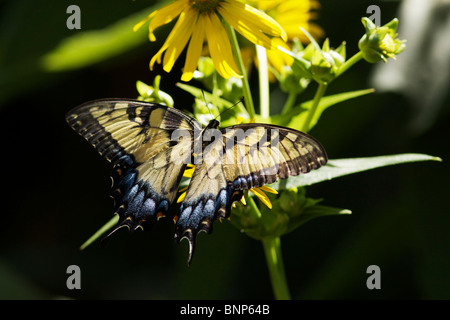 Weibliche östliche Tiger Schwalbenschwanz Schmetterling (Papilio Glaucus). Gelbe morph Stockfoto