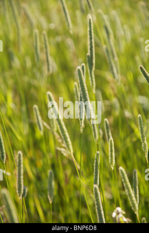 Lieschgras (Phleum Pratense). Illinois Stockfoto