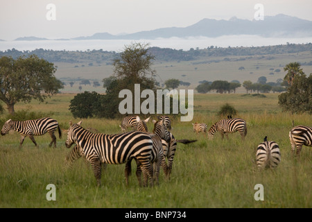 Zebra im Kidepo Valley Nationalpark, Uganda, Ostafrika Stockfoto