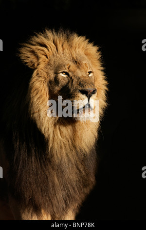 Porträt eines großen männlichen afrikanischen Löwen (Panthera Leo), vor einem schwarzen Hintergrund, Südafrika Stockfoto