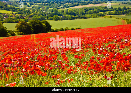 Mohnfelder im Sonnenschein auf die Marlborough Downs, Wiltshire, England, UK Stockfoto