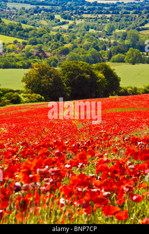 Mohnfelder im Sonnenschein auf die Marlborough Downs, Wiltshire, England, UK Stockfoto