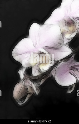 Ein künstlerischer Eindruck eines Miniatur Orchideen-Spray. Stockfoto