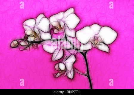 Ein künstlerischer Eindruck eines Miniatur Orchideen-Spray. Stockfoto