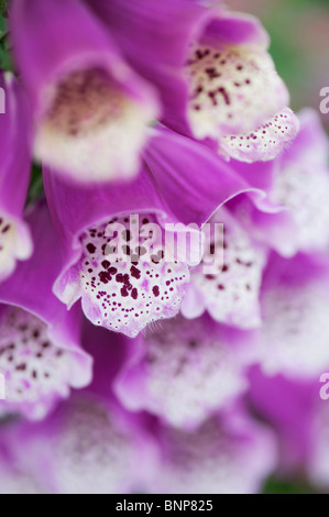 Digitalis 'Dalmatinische Purple'. Fingerhut Blume Stockfoto