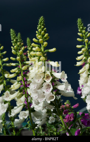 Digitalis 'Dalmatinischen weiß' Fingerhut Blumen gegen dunkle stürmische Himmel Stockfoto