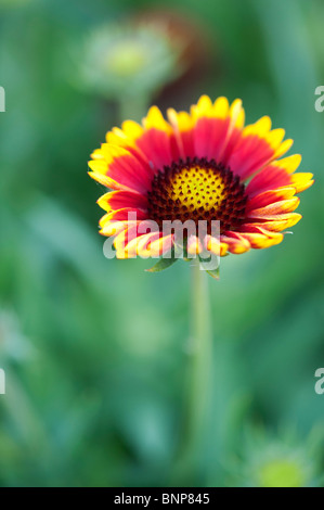 Gaillardia Aristata "Arizona Sun". Decke-Blume Stockfoto