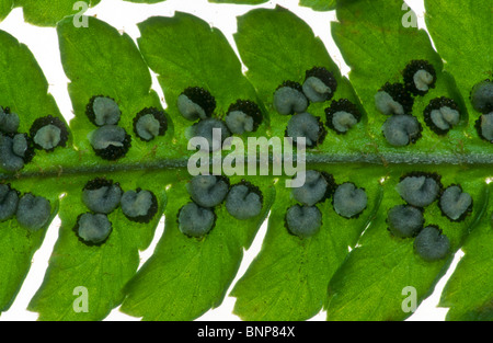 Wurmfarn, Dryopteris Filix-Mas, Sori (Spore Fälle) Yorkshire Stockfoto