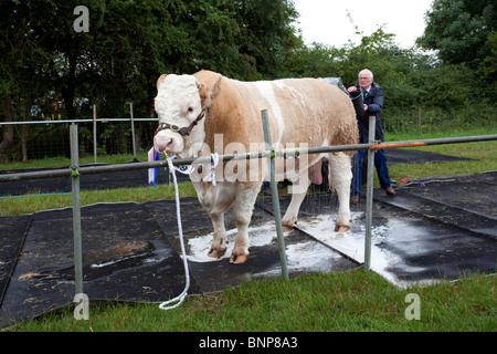 Bild eines großen Bullen auf der Parade-Ring bei der Nantwich Summer Show vorbereitet. Stockfoto