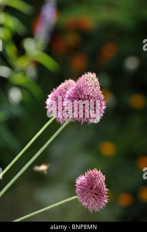 Garten-Anlagen einschließlich lila leitete Allium im englischen Garten im Sommer-Königreich Stockfoto