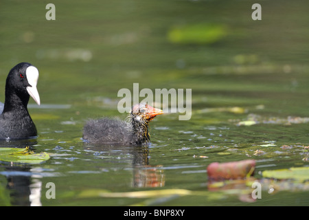 Jungen gemeinsamen Blässhuhn (Fulica Atra) schlucken einen Molch gefangen von einem Erwachsenen Stockfoto