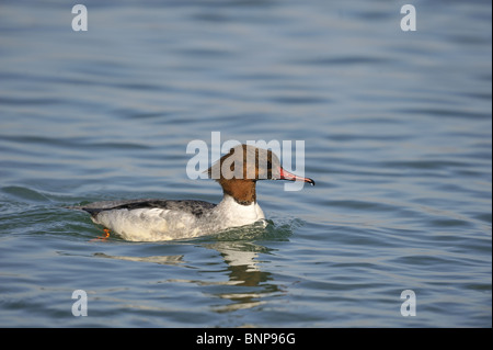 Weiblicher Gänsesäger (Mergus Prototyp) schwimmen am Genfer See im Winter - Schweiz Stockfoto