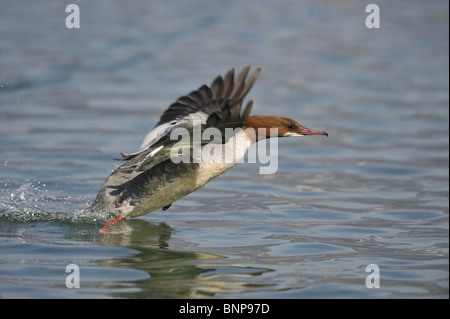 Weiblicher Gänsesäger (Mergus Prototyp) Landung auf dem Wasser des Genfer Sees im Winter - Schweiz Stockfoto