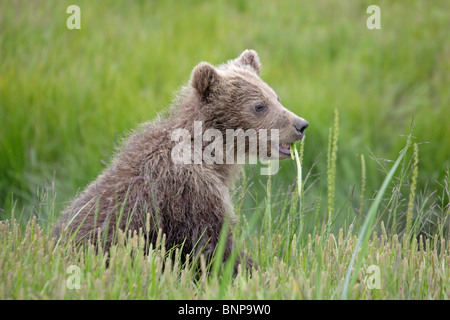 Brauner Bär Essen Rasen in Alaska Stockfoto