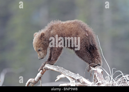 Brown Bear Cub in Alaska Stockfoto