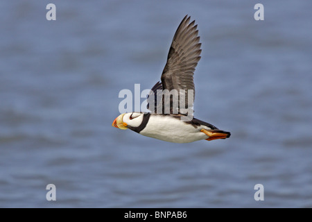 Gehörnte Papageientaucher im Flug Stockfoto