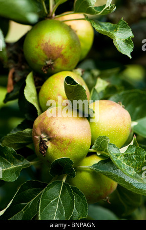 Spalier ausgebildet Apfel Malus Domestica "Ashmead Kernel" Obst im Juli Stockfoto