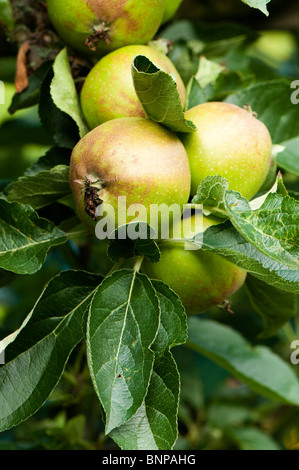 Spalier ausgebildet Apfel Malus Domestica "Ashmead Kernel" Obst im Juli Stockfoto