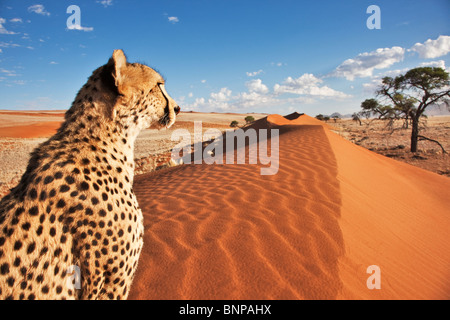 Gepard (Acinonyx Jubatus) mit Wüstenlandschaft im Rücken Boden. Namibia. Stockfoto