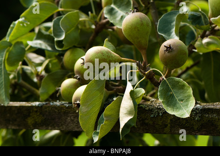 Spalier ausgebildet Birne, Pyrus Communis "Kreide" Obst im Juli Stockfoto