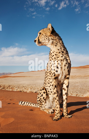 Gepard (Acinonyx Jubatus) mit Wüstenlandschaft im Rücken Boden. Namibia. Stockfoto