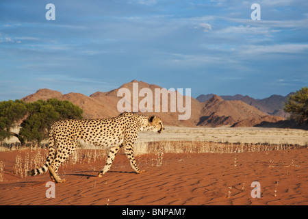 Gepard (Acinonyx Jubatus) mit Wüstenlandschaft im Rücken Boden. Namibia. Stockfoto