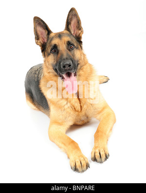 Deutscher Schäferhund Hund Ozzy gedreht im Studio vor weißem Hintergrund. Stockfoto