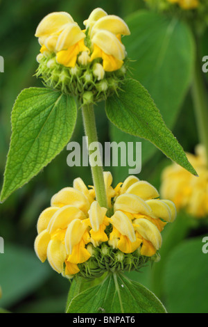 Jerusalem Salbei gelbe Blüten Nahaufnahme Phlomis russeliana Stockfoto