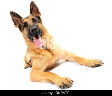 Deutscher Schäferhund Hund Ozzy gedreht im Studio vor weißem Hintergrund. Stockfoto