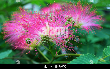 Persischer Silk Baum Blumen Nahaufnahme Albizia julibrissin Stockfoto