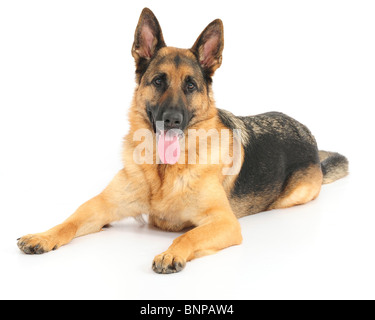 Deutscher Schäferhund Hund Ozzy gedreht im Studio vor weißem Hintergrund. Stockfoto