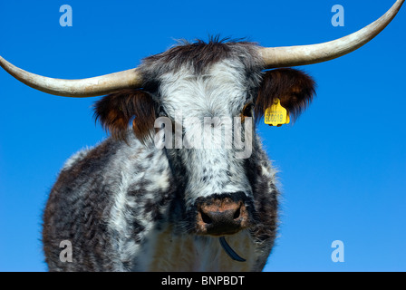 Portrait einer tagged lange Horn Kuh gegen einen wunderschönen blauen Himmel Stockfoto