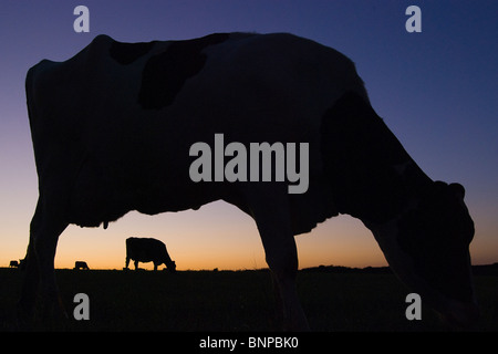 Silhouette der Beweidung von Milchkühen bei Sonnenuntergang in Dorset. Stockfoto