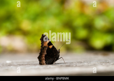 Kleiner Schildpatt Schmetterling auf einer hölzernen Stufe Stockfoto