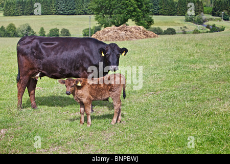 Rinder im Feld Stockfoto