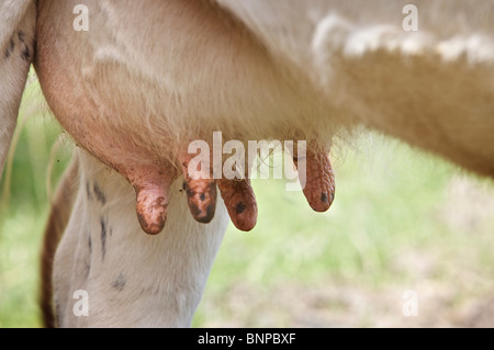 Rinder im Feld Stockfoto