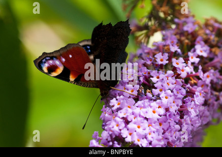 Tagpfauenauge, Inachis Io, ernähren sich von Buddleja Davidii im Juli Stockfoto