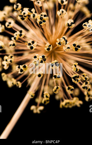 Nahaufnahme von einem Allium Hollandicum, 'Purple Sensation' Saatgut Kopf Stockfoto