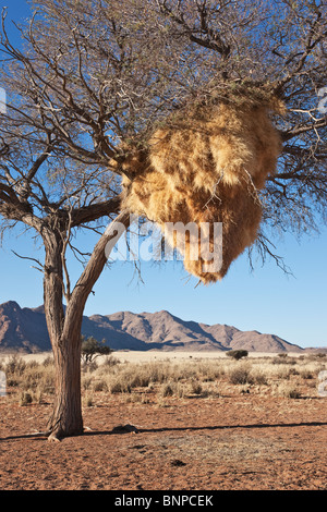 Verschachtelung Kolonie von geselligen Webervögel (Philetairus Socius). Steinimitationen Südliches Afrika. Namibia. Stockfoto