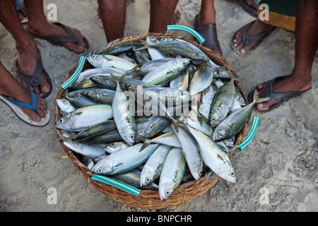Die Füße der Fischer mit ihrer täglichen besuchen im Fischerdorf Fort Kochi. Kochi, Kerala, Indien. Stockfoto