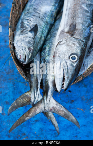 Fische in einem Weidenkorb, die Teil einer täglichen besuchen im Fischerdorf Fort Kochi. Kochi, Kerala, Indien Stockfoto