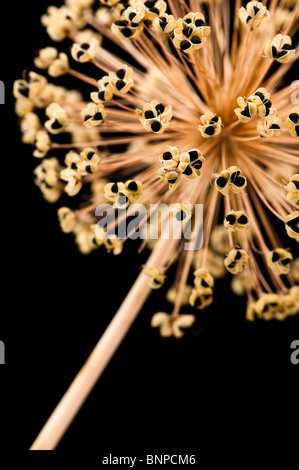 Nahaufnahme von einem Allium Hollandicum, 'Purple Sensation' Saatgut Kopf Stockfoto