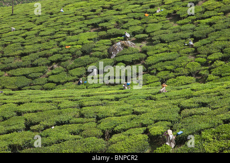 Munnar hat weitläufige Teeplantagen, wo die meisten des Tees ist immer noch von hand gepflückt. Munnar, Kerala, Indien. Stockfoto